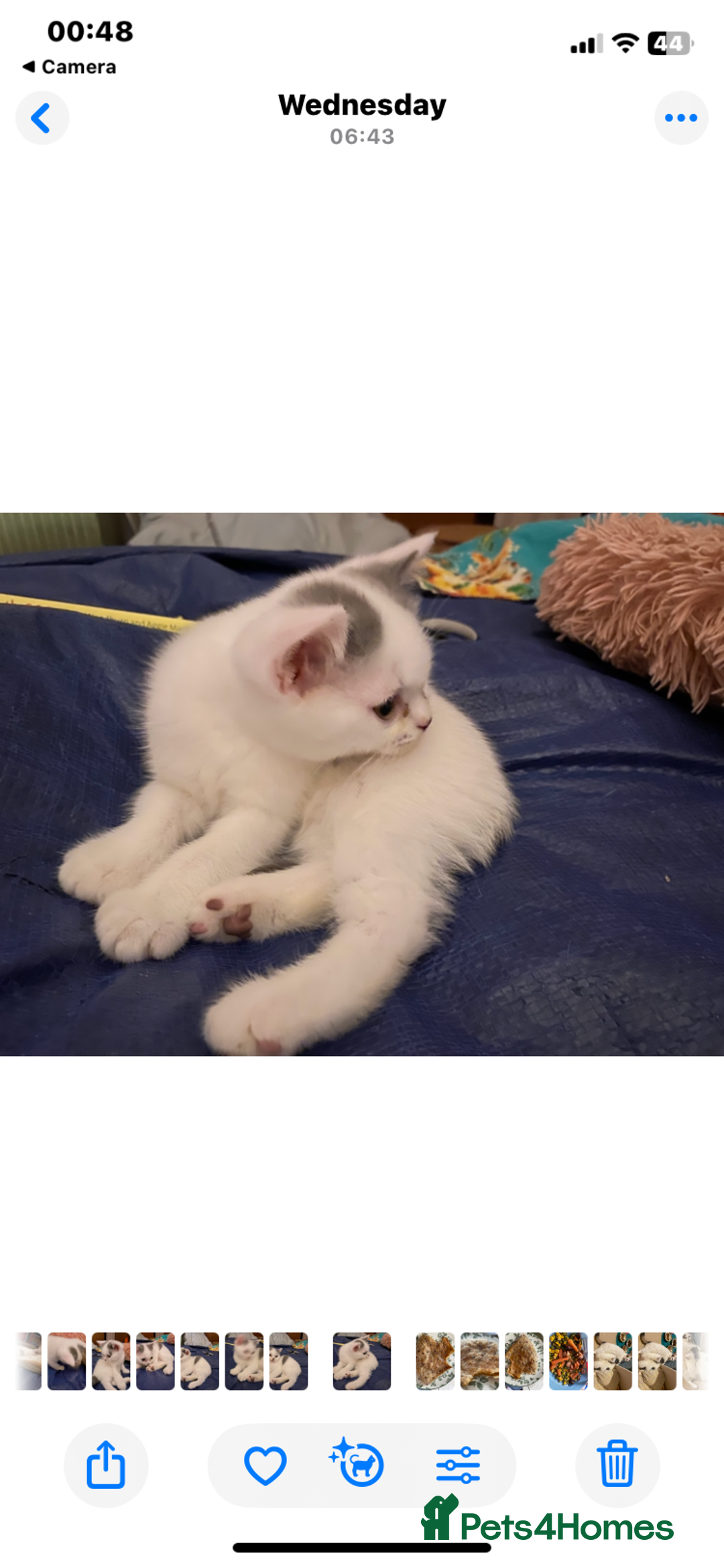 British Shorthair cats for sale: Fabulous mini Dad boy! GCCF IGrCh, GrCh & Ch lines - Image 7