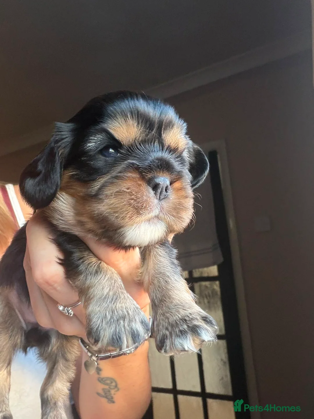 Cavalier King Charles Spaniel dogs for sale: Beautiful cavalier king charles pups KC registered - Advert 2
