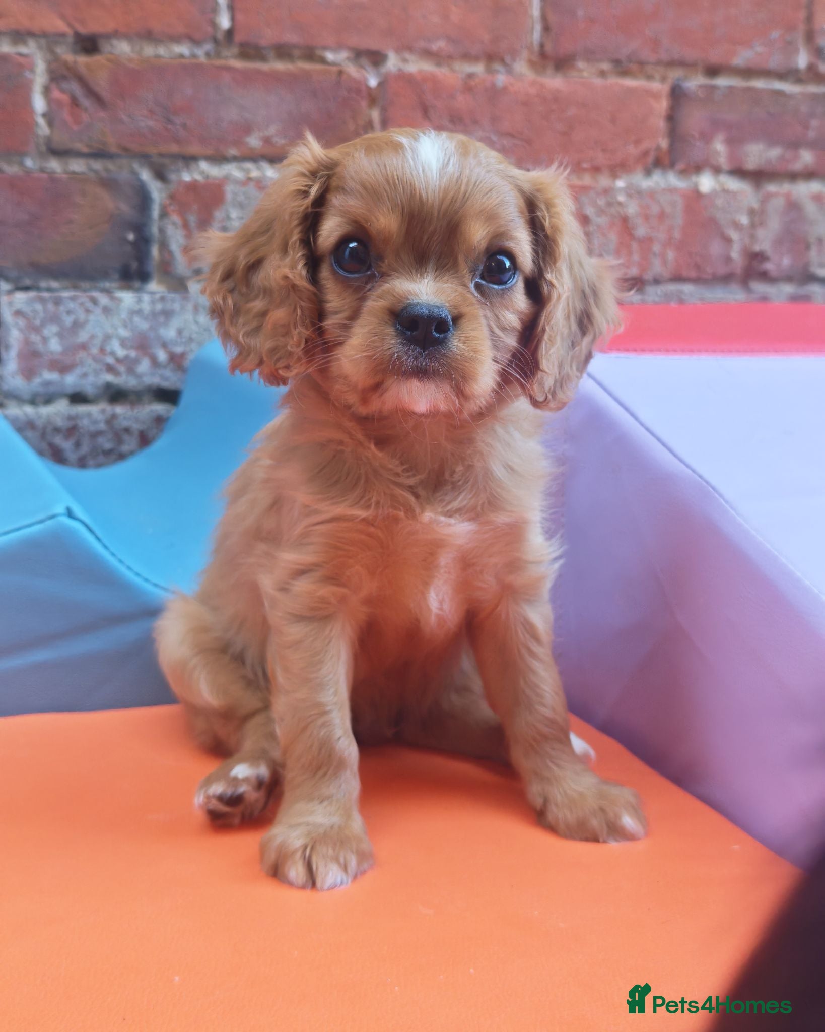 Cavalier King Charles Spaniel dogs KC Reg Ruby Male Available Doppler Tested Parents  - Advert 1
