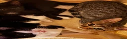 Mixed Breed cats for sale: Kittens ready for their forever home  in Nelson - Advert 2