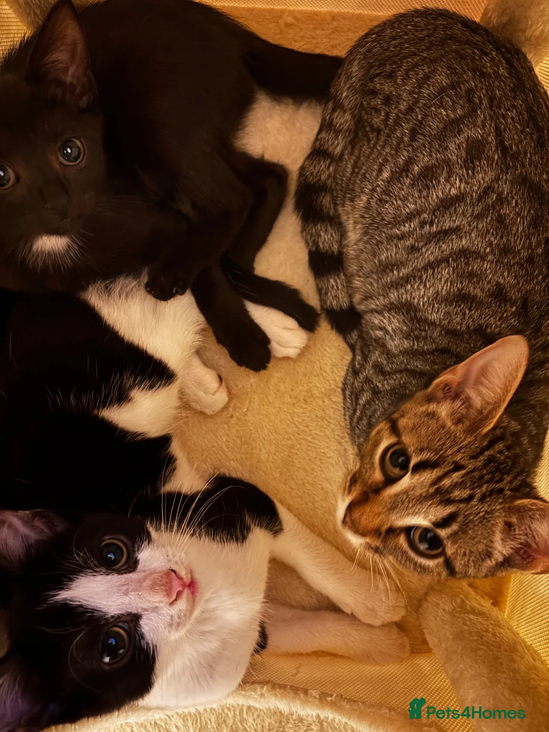 Mixed Breed cats for sale: Kittens ready for their forever home  in Nelson - Advert 2