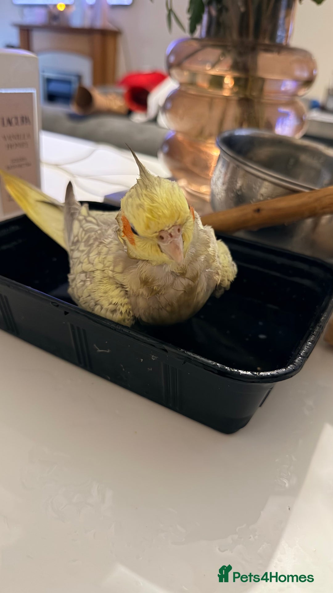 Cockatiels birds for sale: Female tamed tail  - Advert 5