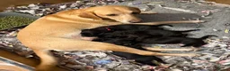 Labrador Retriever dogs for sale: Two Black KC Reg Labrador bitches from litter  in Yelverton - Advert 10