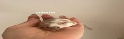 Mouse rodents for sale: Fancy mice for homes  - Advert 7