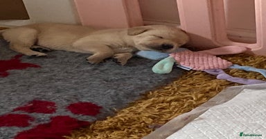 Labrador Retriever dogs 1 Yellow boy available  - Advert 4