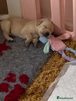 Labrador Retriever dogs 1 Yellow boy available - Advert 1