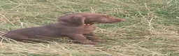Mixed Breed dogs for sale: READY NOW  - Weimaraner x Vizsla - Advert 32