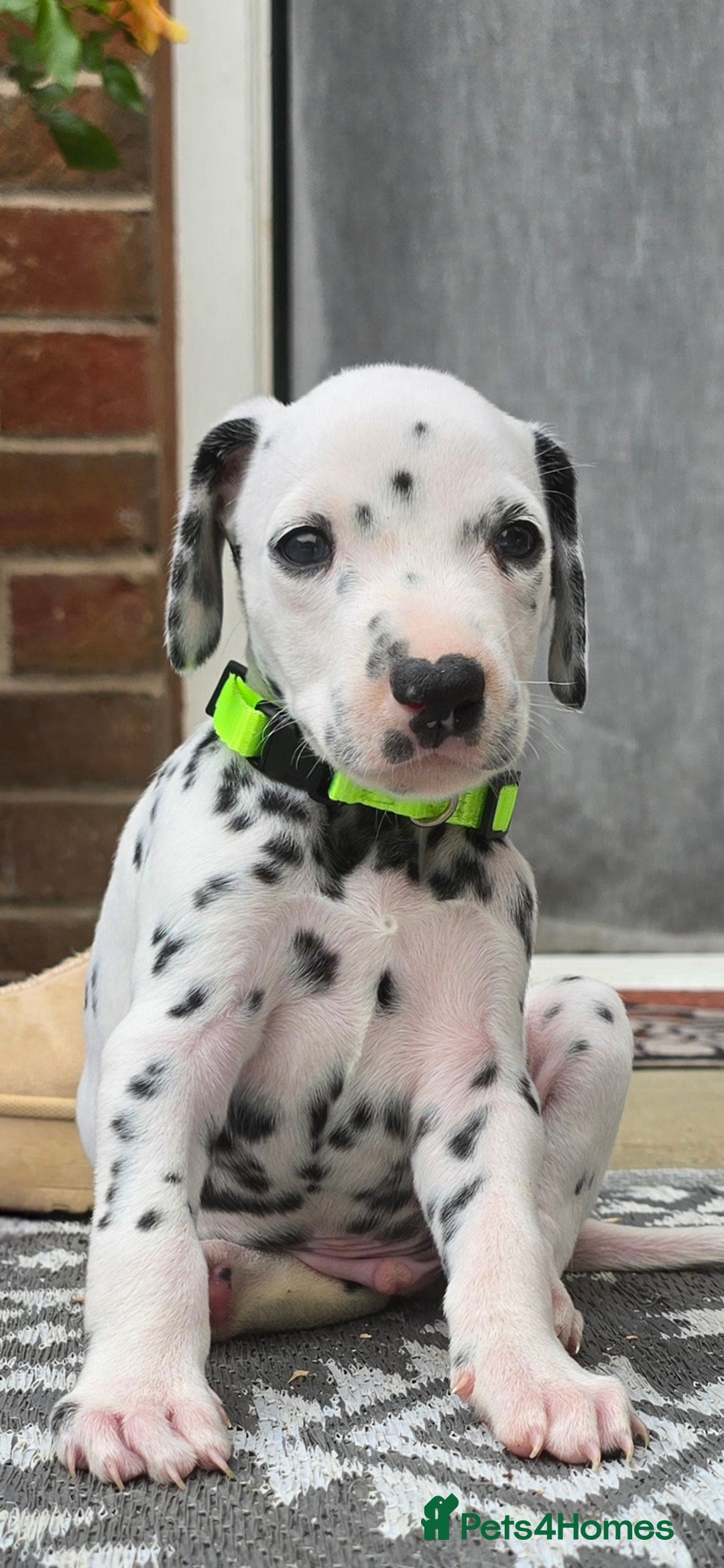 Dalmatian dogs for sale: Ready to leave 17th august in Banbury - Image 16