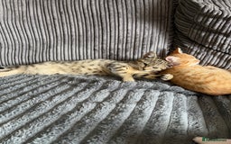 Mixed Breed cats for sale: Two brothers - Image 3