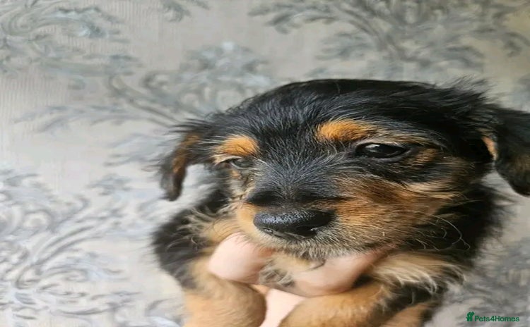 Jackapoo dogs - Advert 2