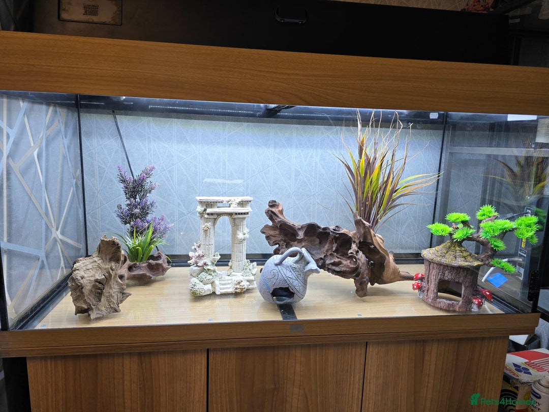 Angelfish fish for sale: Juwel Rio 180l - Image 16