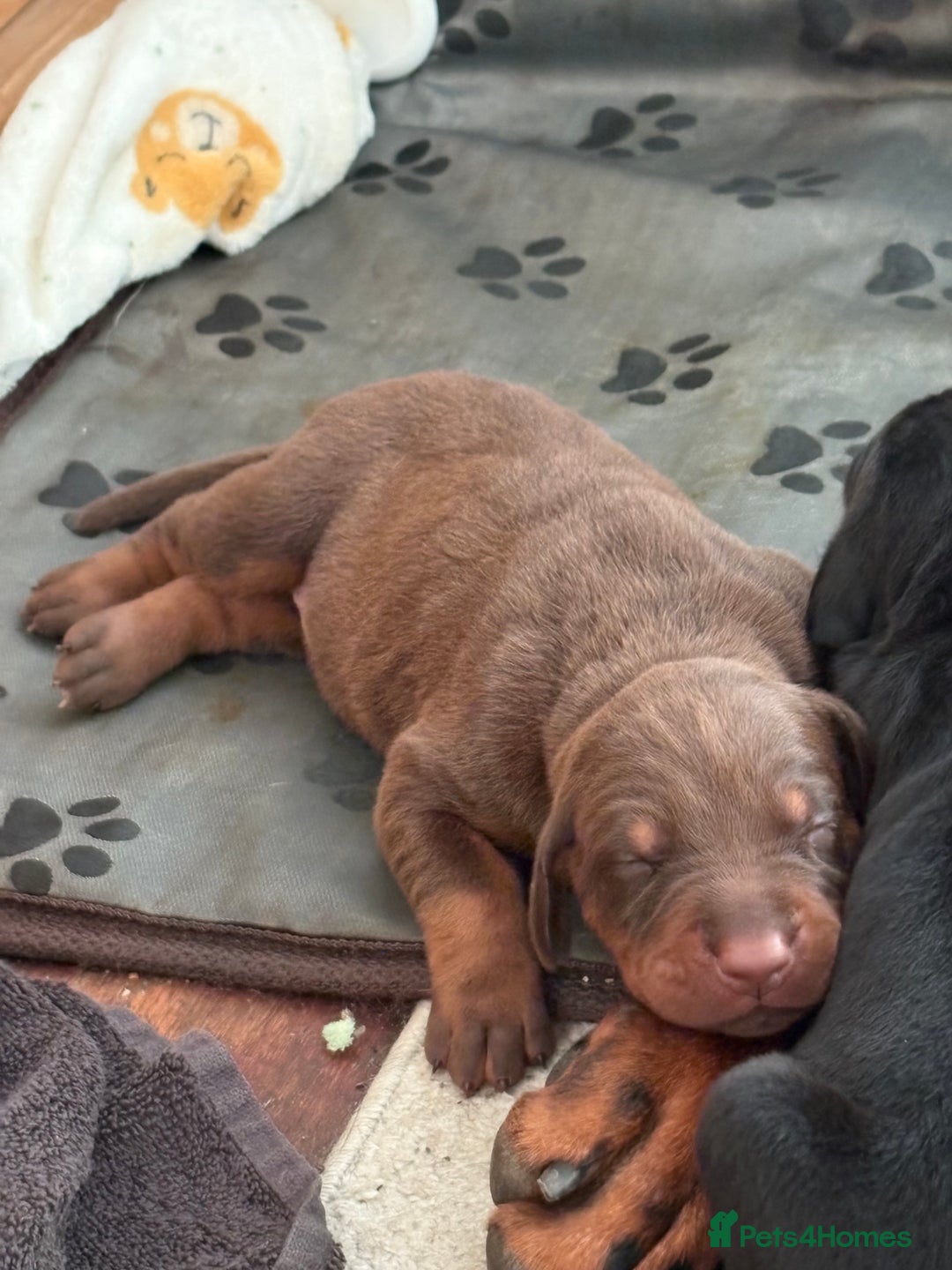 Dobermann dogs for sale: Working doberman - Advert 8