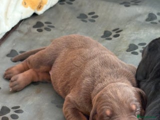 Dobermann dogs Working doberman - Advert 16