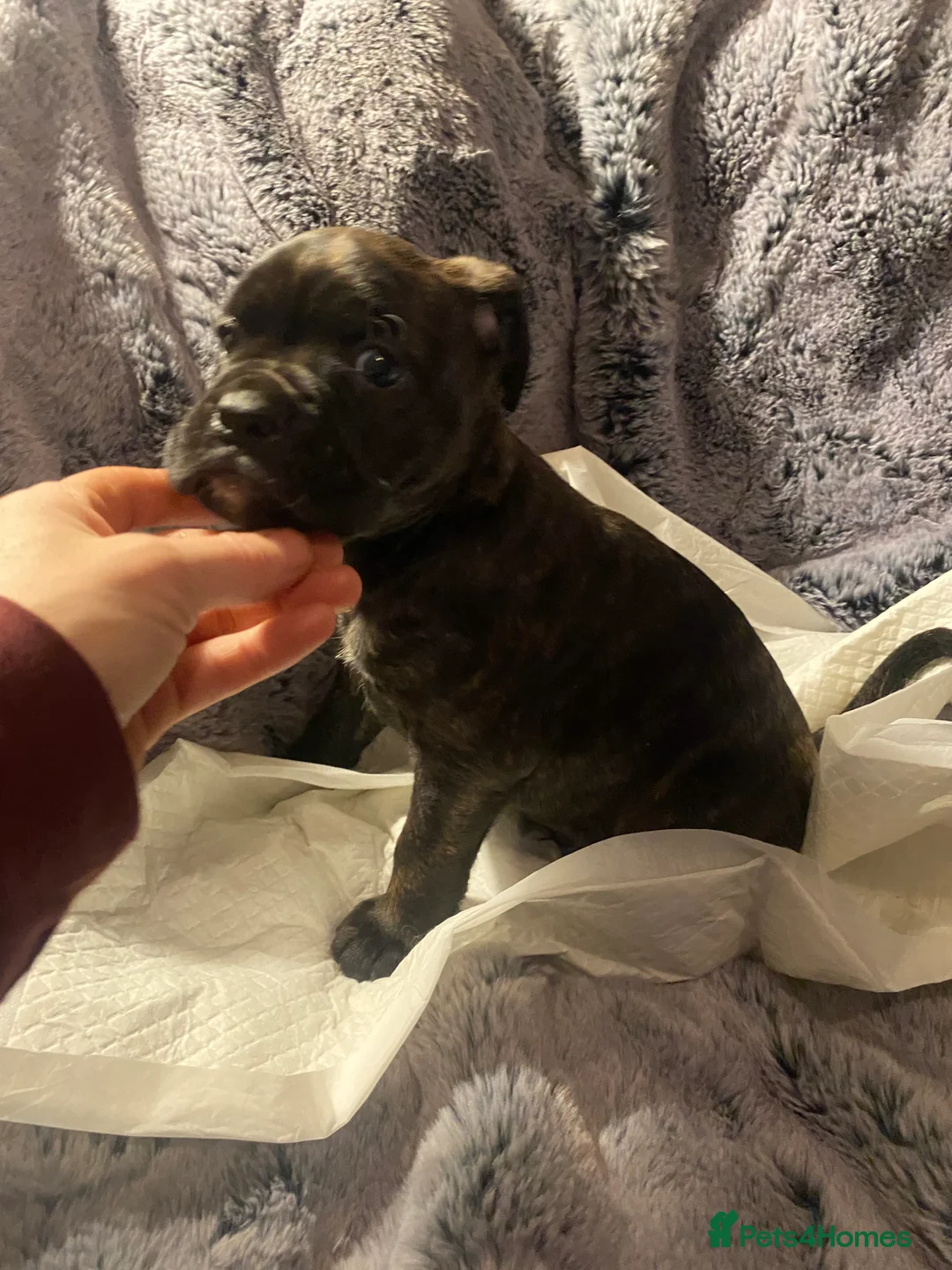 Mixed Breed dogs for sale: 🧬Kc reg mum black boxer & mini boxer pups 🤩 8wk - Advert 3