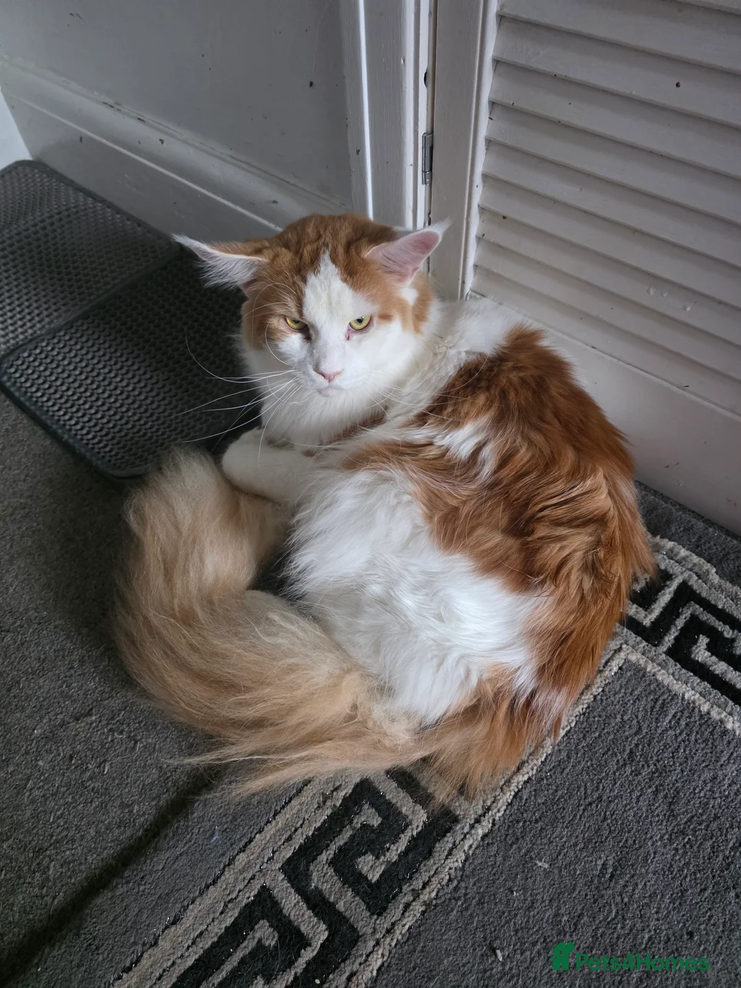 Maine Coon cats for sale: MAINE COON KITTENS PRICE IS FOR BOTH - Advert 13