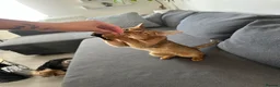 Abyssinian cats for sale: Queen 1 Year old in London - Advert 4