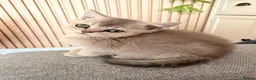 British Shorthair cats for sale: British short hair / long hair kittens in Edgware - Advert 13