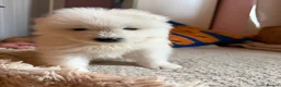 Samoyed dogs for sale: 🐾 Beautiful Samoyed Puppies Available 🐾 - Advert 17