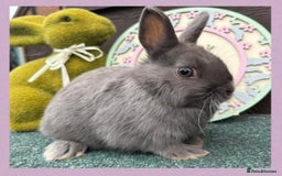 Netherland Dwarf rabbits for sale: Netherland Dwarf - Image 1