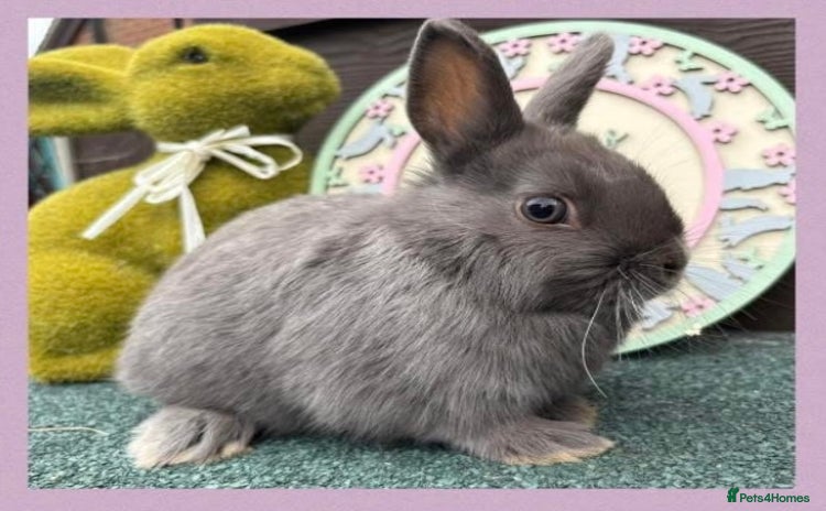 Netherland Dwarf rabbits - Advert 14