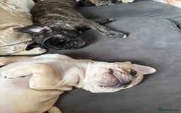 Frug dogs for sale: Girl frug ready to go to her forever home - Image 25
