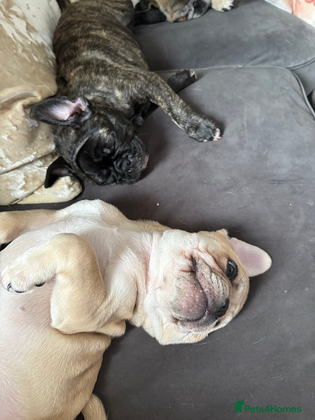 Frug dogs for sale: Girl frug ready to go to her forever home - Image 25