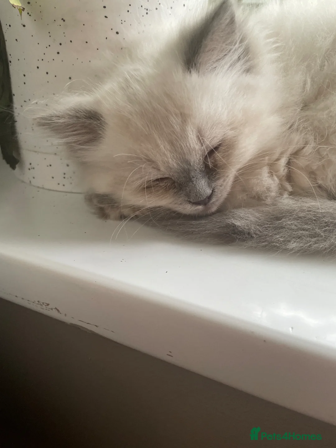 Ragdoll cats for sale: Ragdoll kittens  - Advert 2