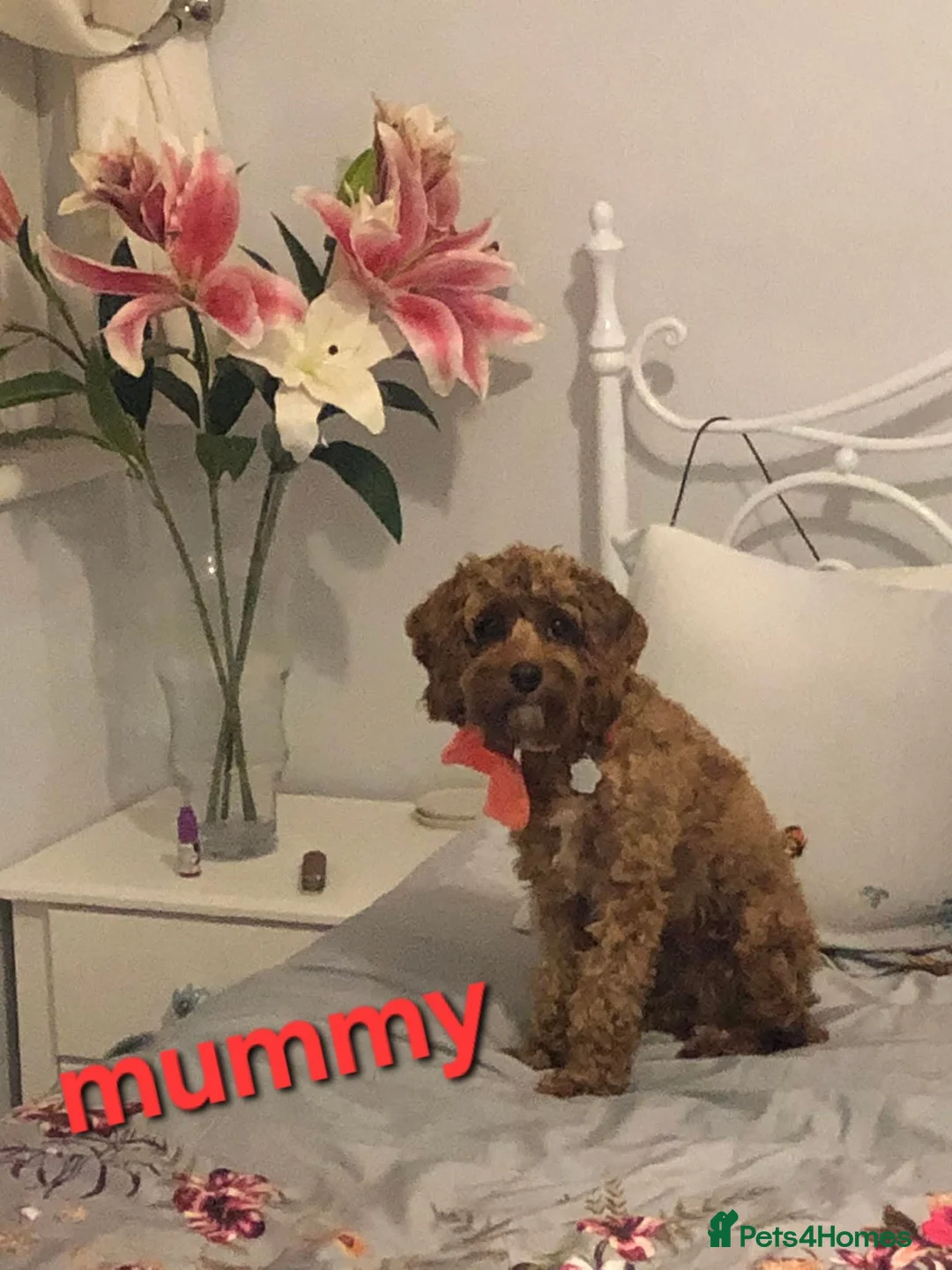 Cavapoo dogs for sale: READY FOR NEW HOME CAVAPOO GIRL - Advert 2