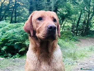 Labrador Retriever dogs Solid big stamp of a stud - Advert 2