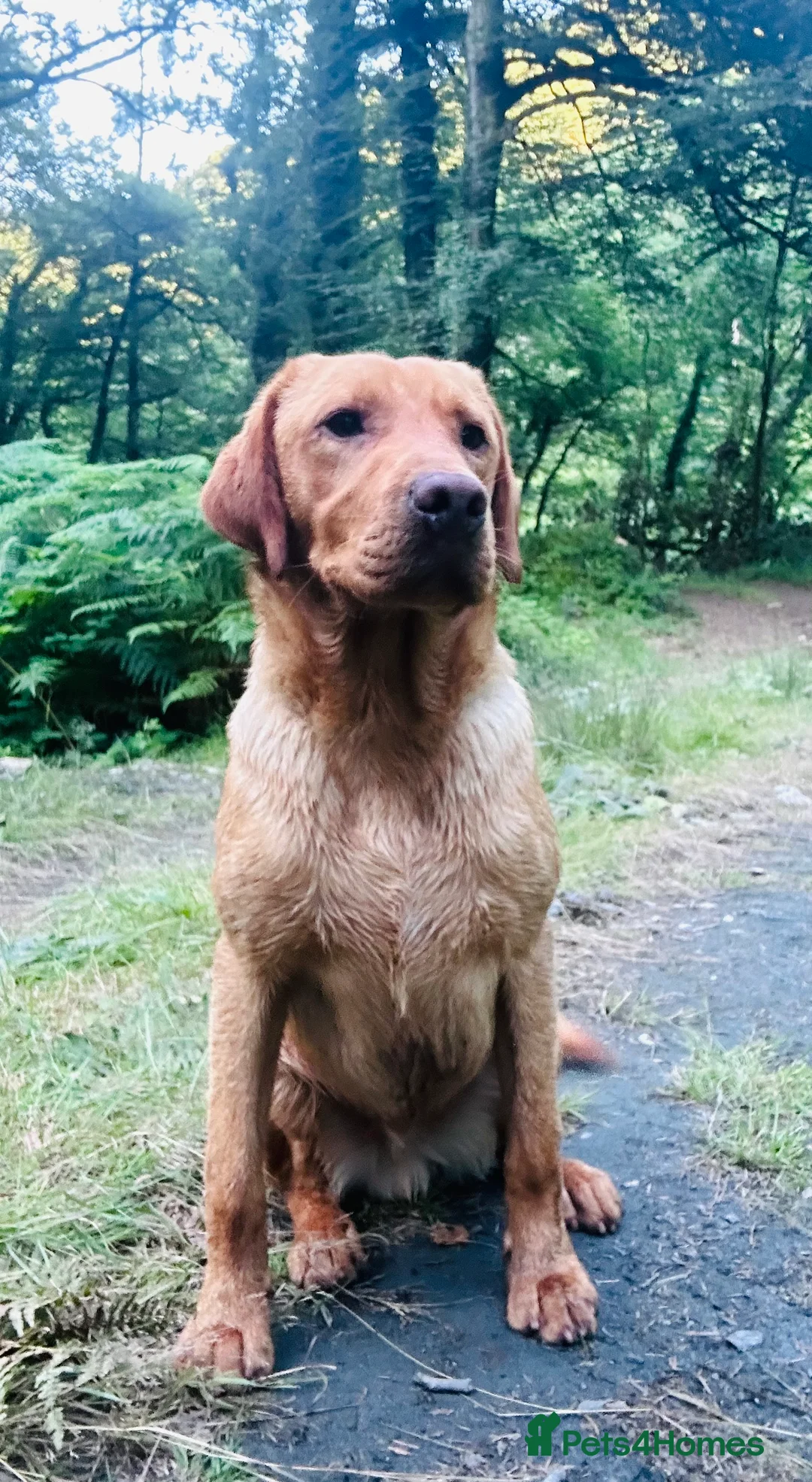 Labrador Retriever dogs for stud: Solid big stamp of a stud  - Advert 1