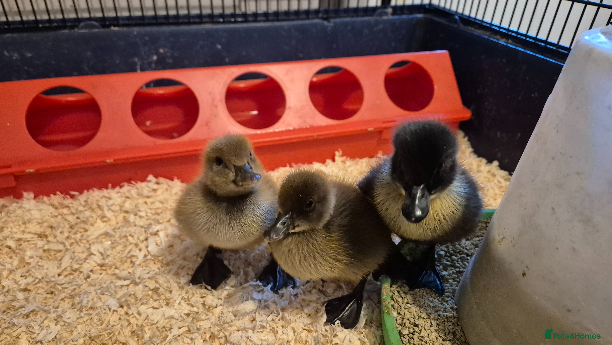 Ducks poultry 4 ducklings available  - Advert 4