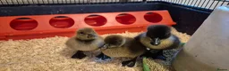 Ducks poultry for sale: 4 ducklings available  - Advert 1
