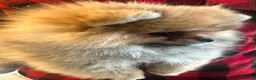 Pomeranian dogs for sale: KC Russian/taiwan Femail Poms - Advert 5