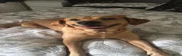 Labrador Retriever dogs for sale: Fox Red Puppies  - Advert 7