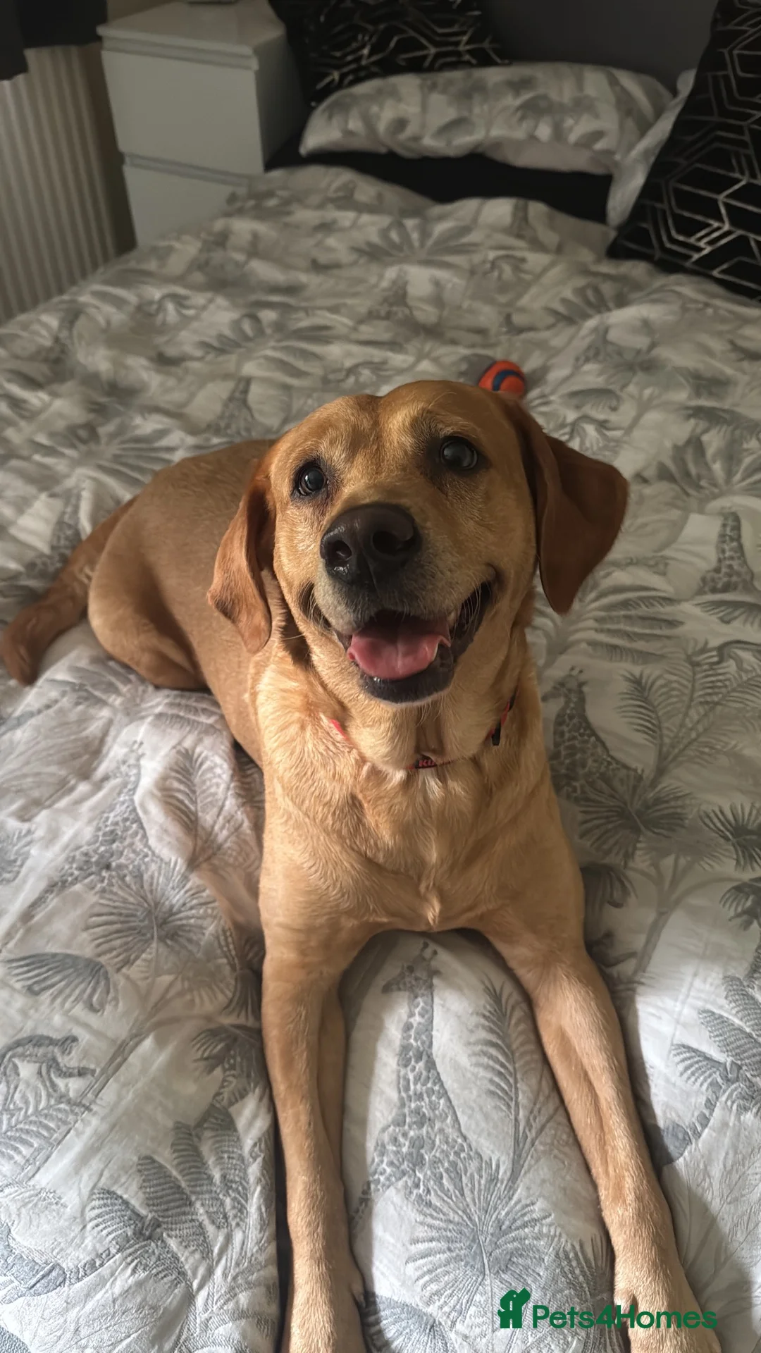 Labrador Retriever dogs for sale: Fox Red Puppies  - Advert 7