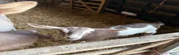Goats livestock for sale: 2 X Goats for sale in Newcastle upon Tyne - Advert 3
