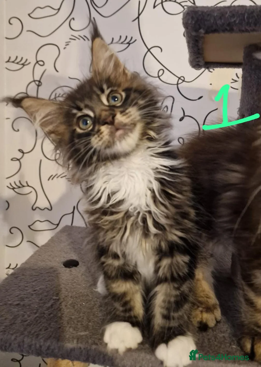Maine Coon cats for sale: Maine Coon kittens 2 boys 1 girl Silver Tabbies - Advert 5