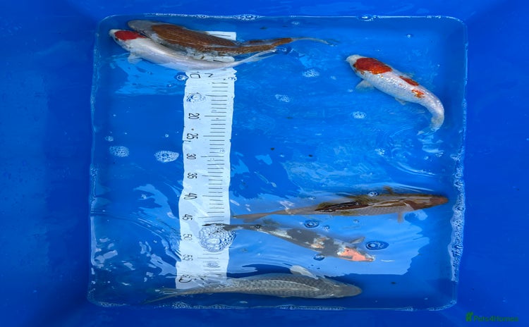 Koi Carp fish - Advert 1
