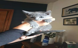 Russian Blue cats for sale: 5 Pure Pedigree Russian Blue Kittens *LAST MALE* - Image 16