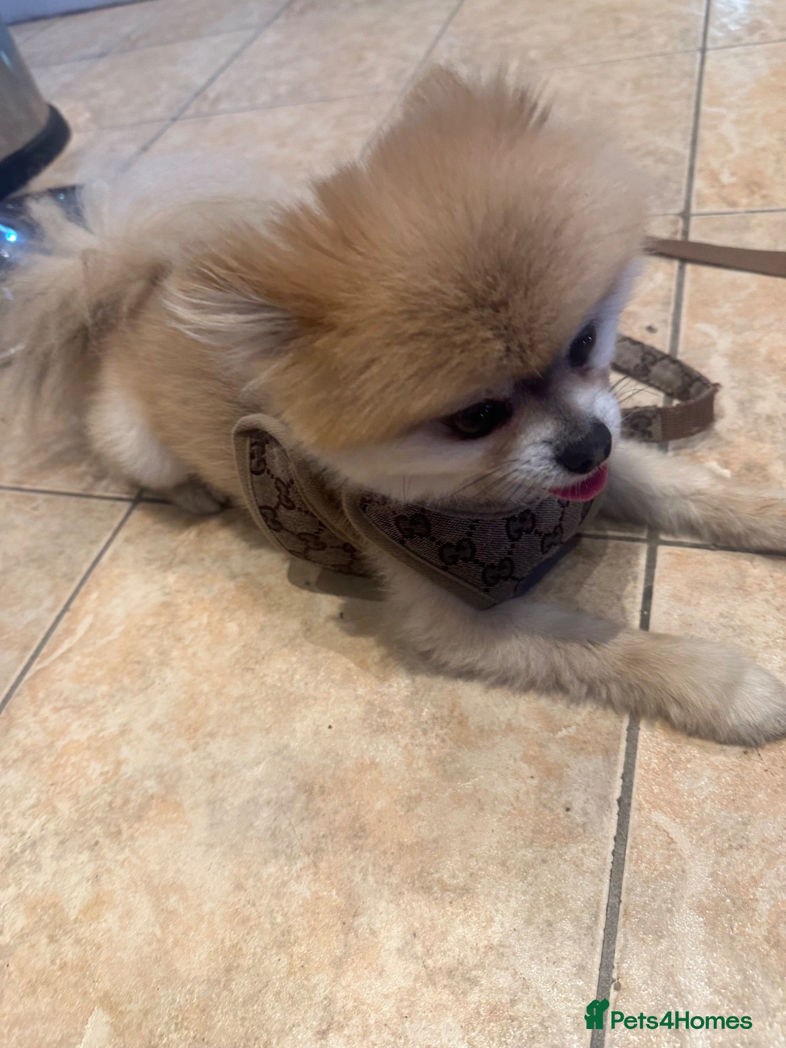 Pomeranian dogs Fendi - Advert 1