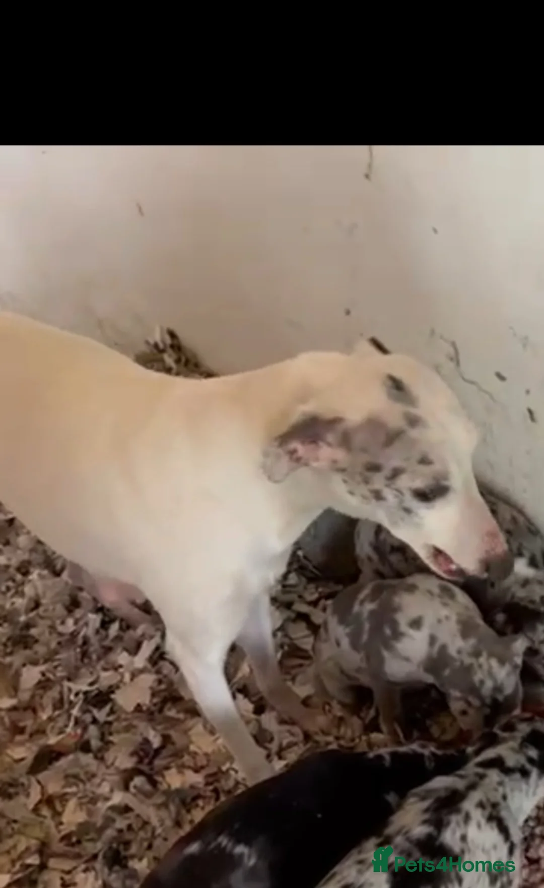 Italian Greyhound dogs for sale: Italian greyhound / whippet  in Baldock - Advert 11