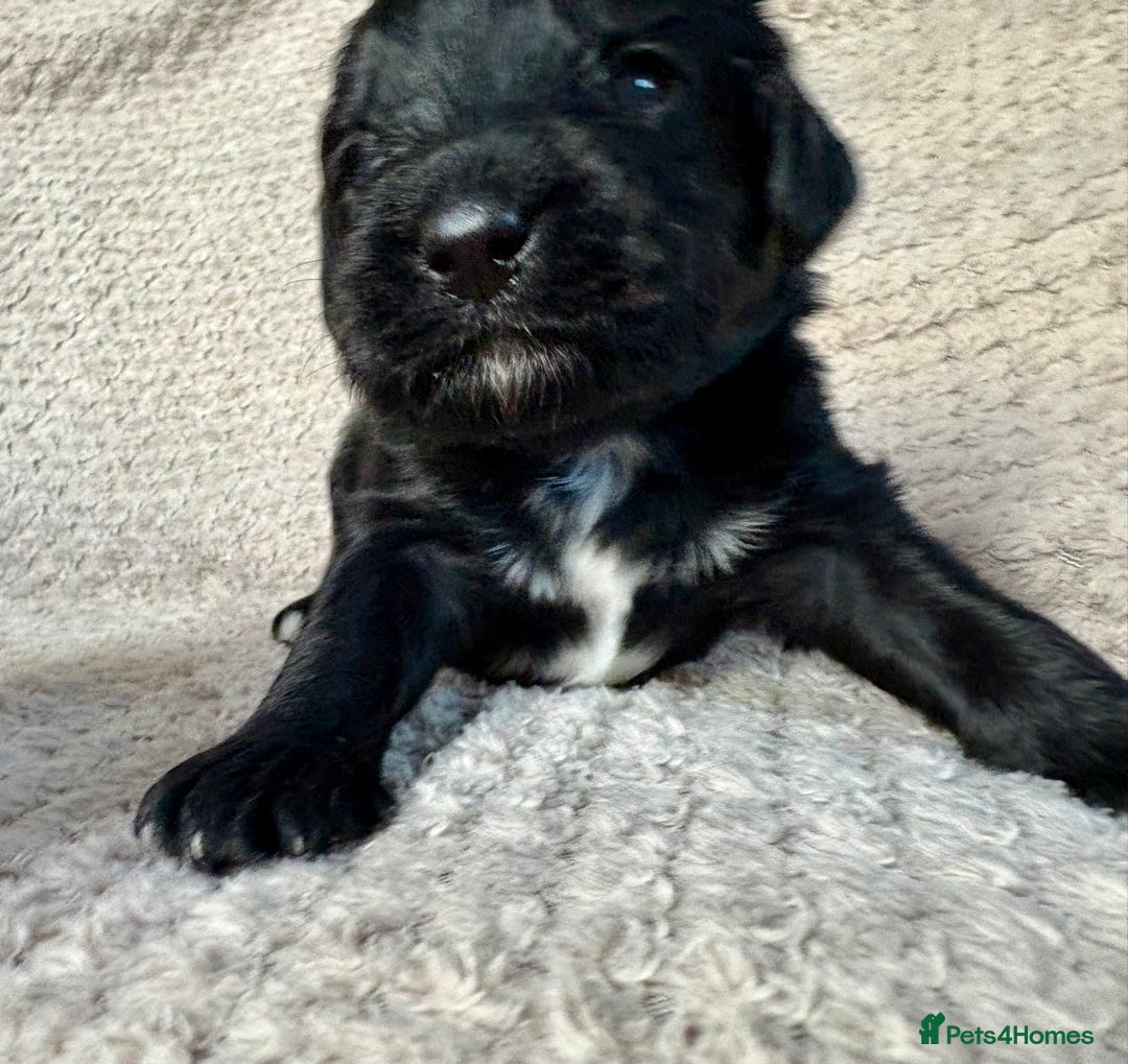 Cockapoo dogs for sale: ✨ Gorgeous Cockapoo Puppies ✨ - Image 7