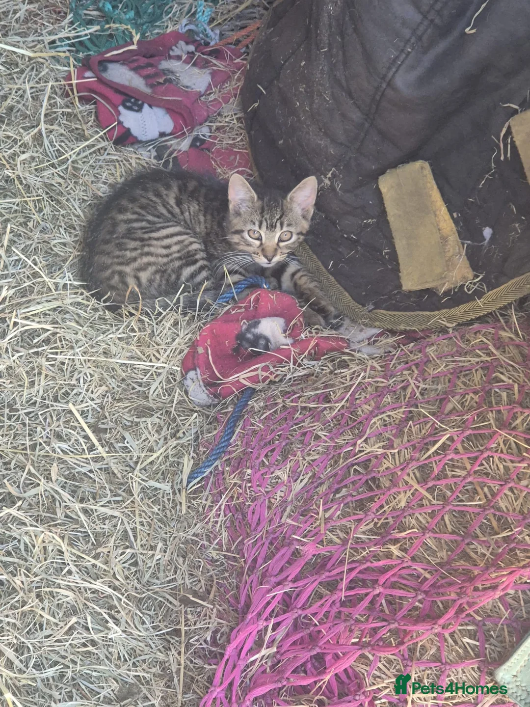 Mixed Breed cats for sale: 3 female kittens looking for loving home  in Preston - Advert 2