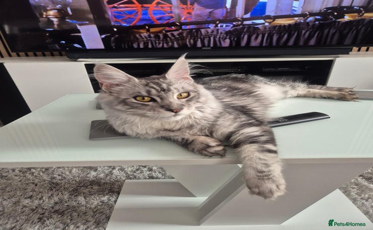 Maine Coon cats - Advert 7