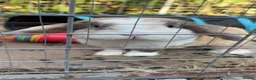 Mini Lop rabbits for sale: Miniature lop - Advert 1