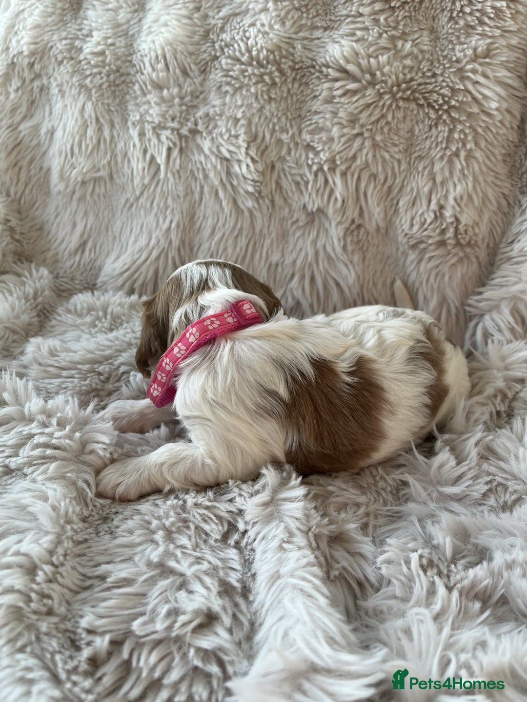 Cavalier King Charles Spaniel dogs for sale: Chocolate Carriers KC Vet Health Checked - Advert 19