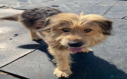 Mixed Breed dogs for adoption: Meet AIDA - a Superb big Girl, for a Loving Home - Image 12