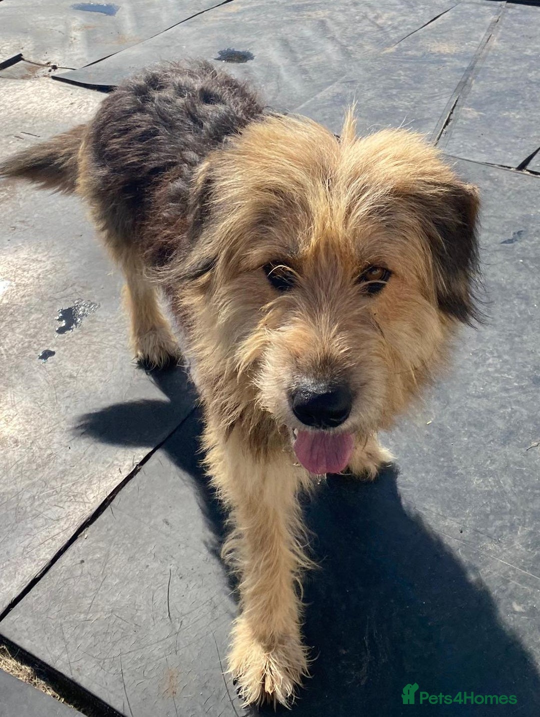 Mixed Breed dogs for adoption: Meet AIDA - a Superb big Girl, for a Loving Home - Image 12