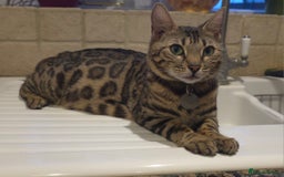 Bengal cats for sale: 5 Gorgeous Bengal/Cross kittens - Image 6