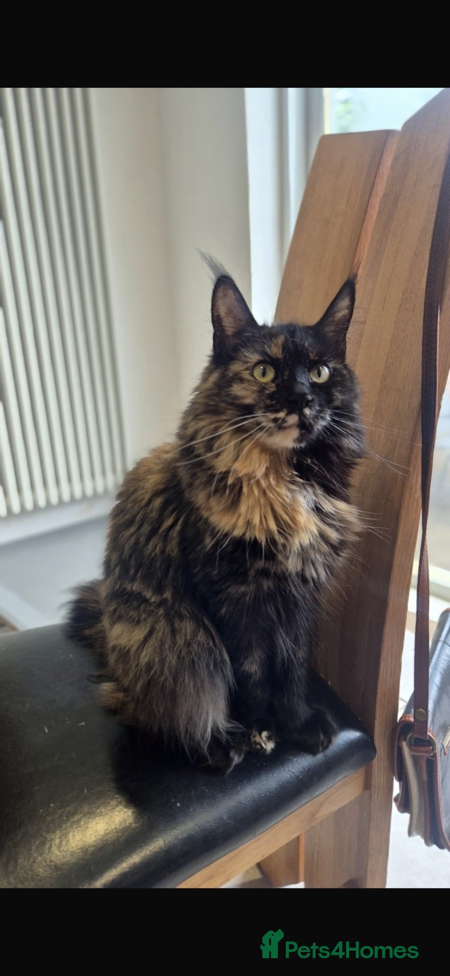 Maine Coon cats Majestic TICA Registered Mainecoon Kittens - Advert 1
